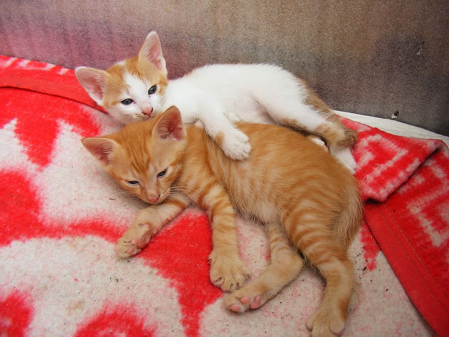 two kittens lying on orange textile, Cats, Cute, Little, Animals HD wallpaper
