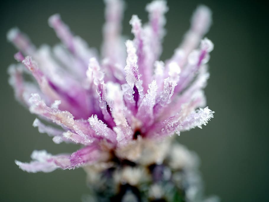 dawn, dew, flower, field, nature, flowering plant, freshness HD wallpaper