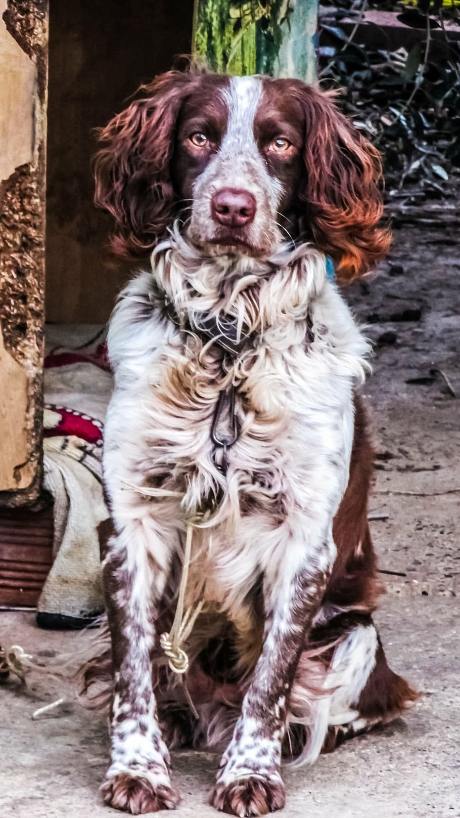 springer spaniel, dog, hunter, sitting, mammal, one animal, HD wallpaper