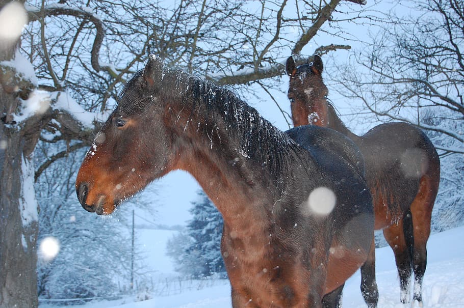 horse, winter, snow, cold temperature, animal, mammal, animal themes HD wallpaper