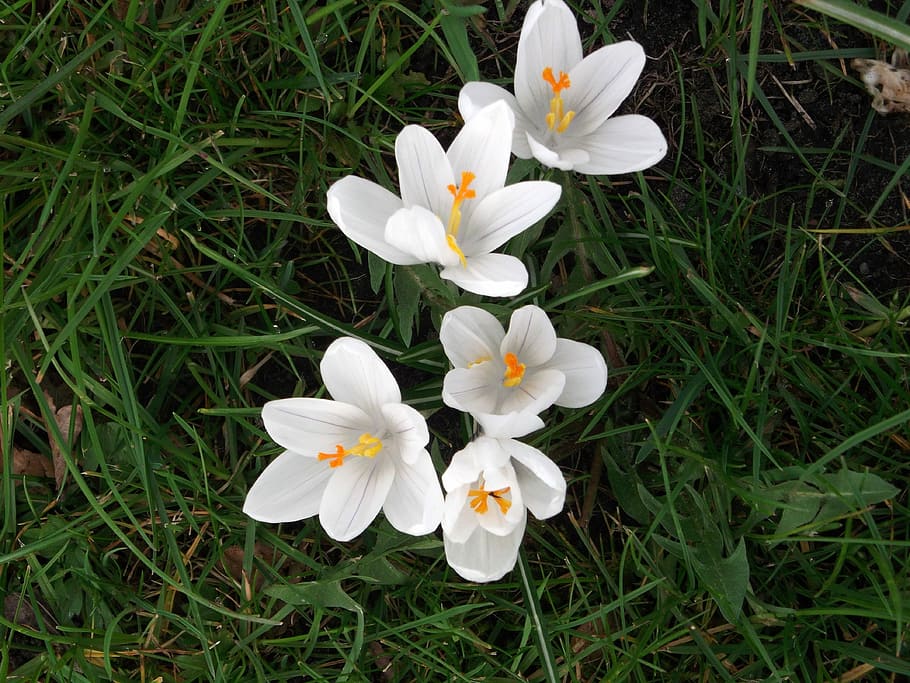 Crocus, Spring, White, schwertliliengewaechs, flower, grass HD wallpaper