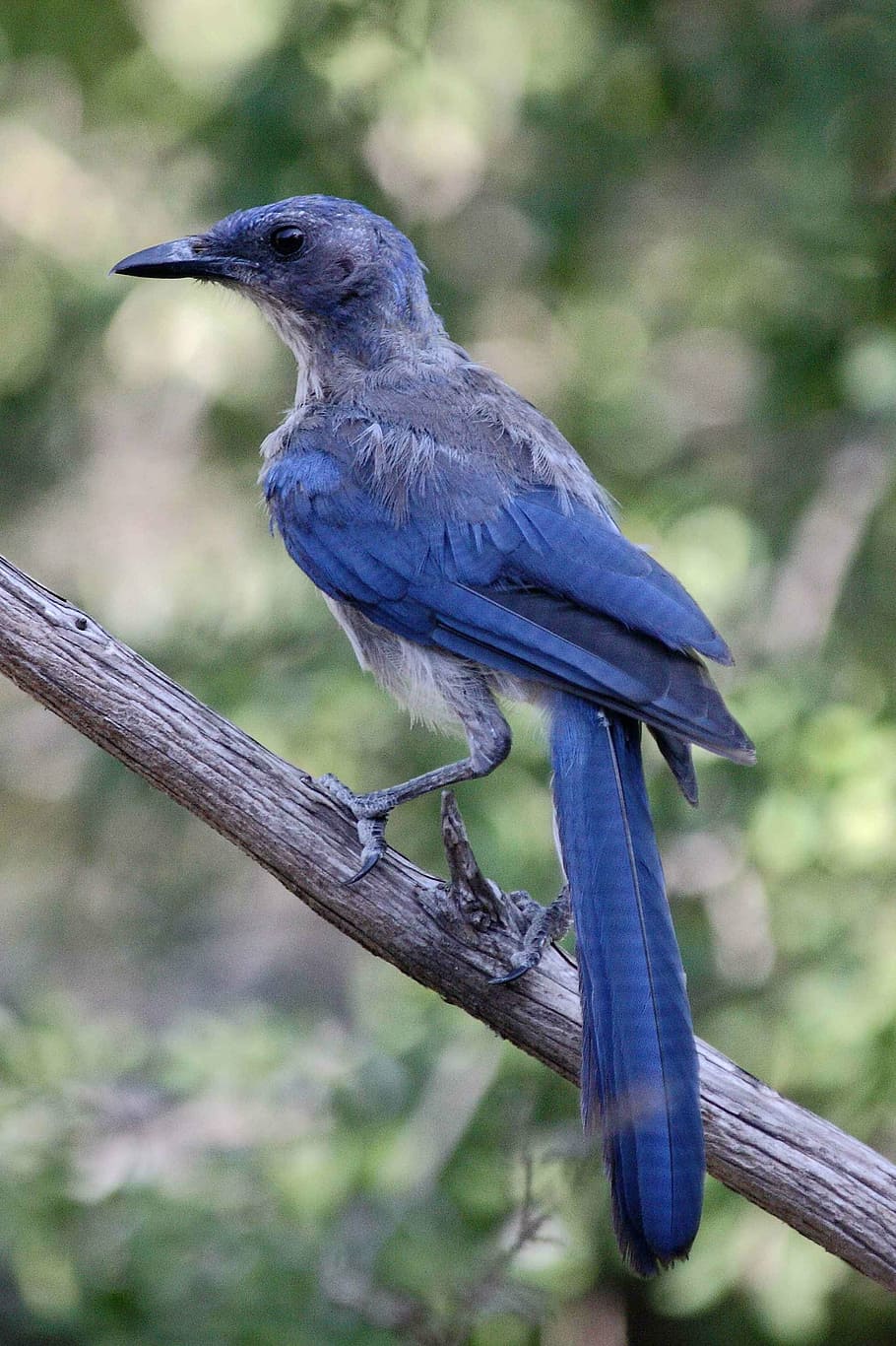 Scrub jay 1080P, 2K, 4K, 5K HD wallpapers free download | Wallpaper Flare