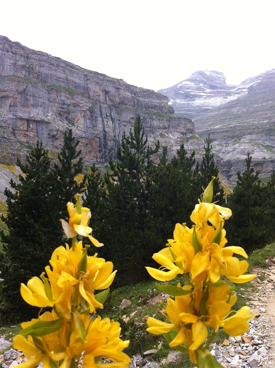 pyrenees, flowers, mountain, yellow, flowering plant, beauty in nature HD wallpaper