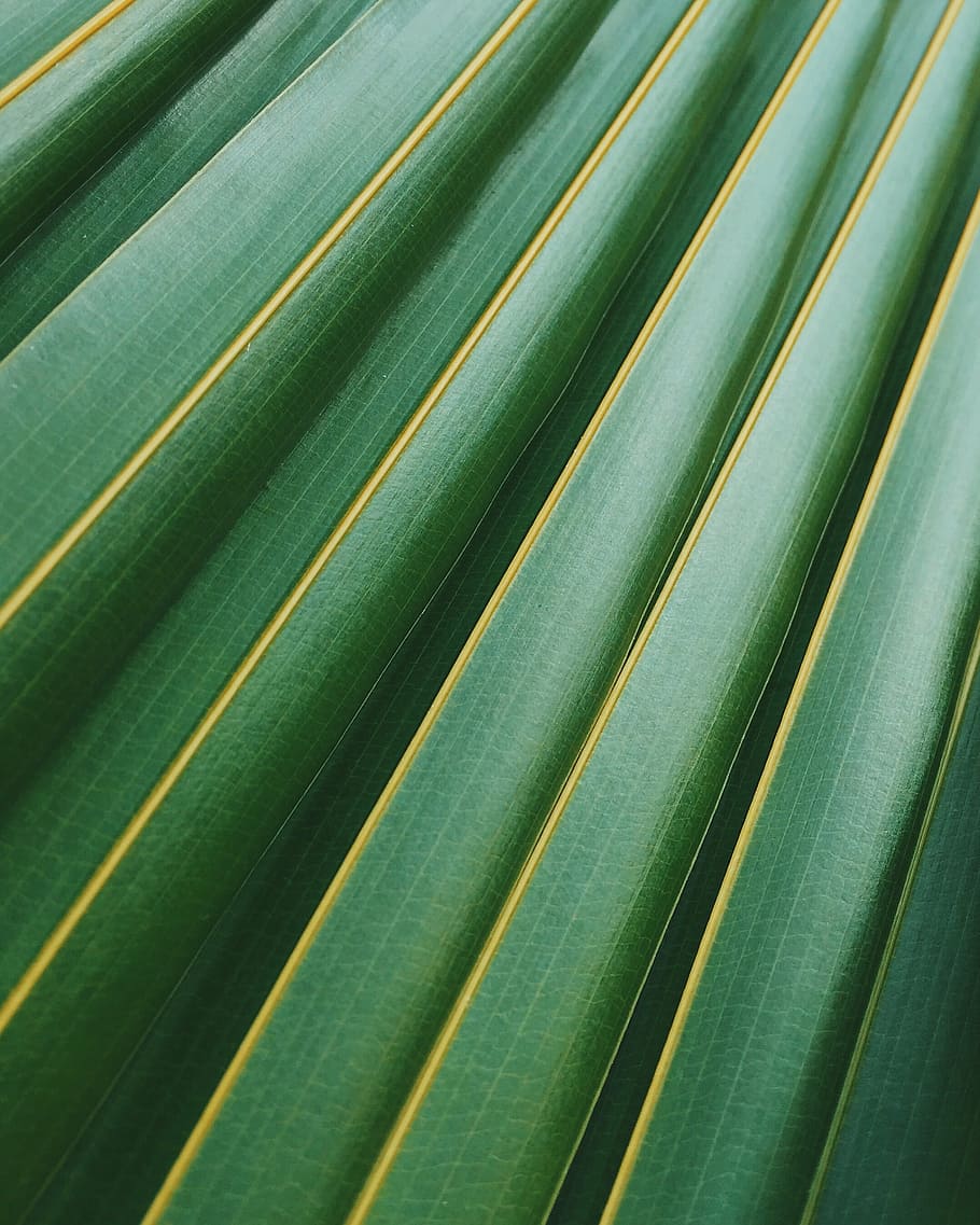 green coconut leaf, texture, plant, stripes, nature, close-up HD wallpaper