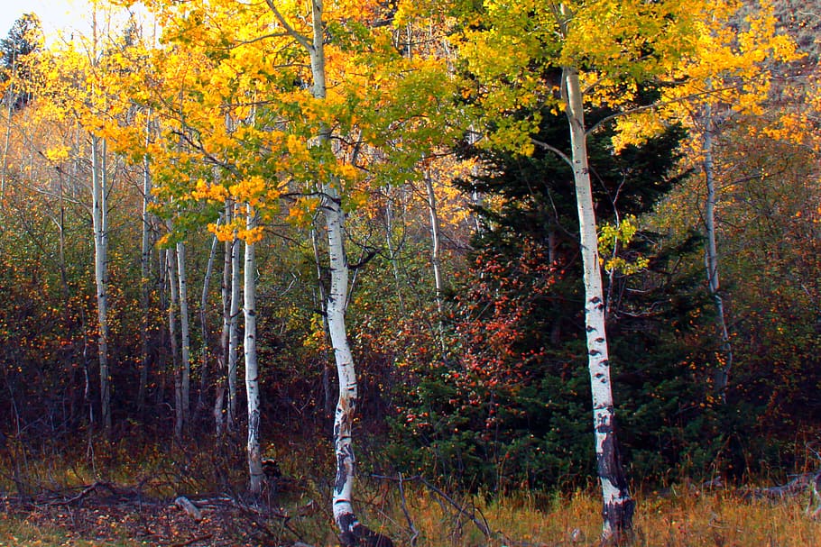 fall, tree, leaf, wood, nature, season, outdoors, flora, branch HD wallpaper