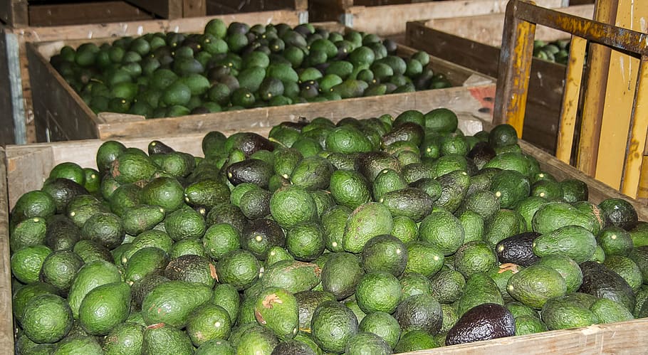 avocado lot, hass avocado, avocados, fruit, food, harvest, green, HD wallpaper