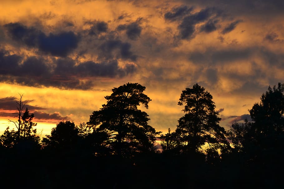 sky, sunset, the dramatic, wood, silhouette, tree, cloud - sky HD wallpaper
