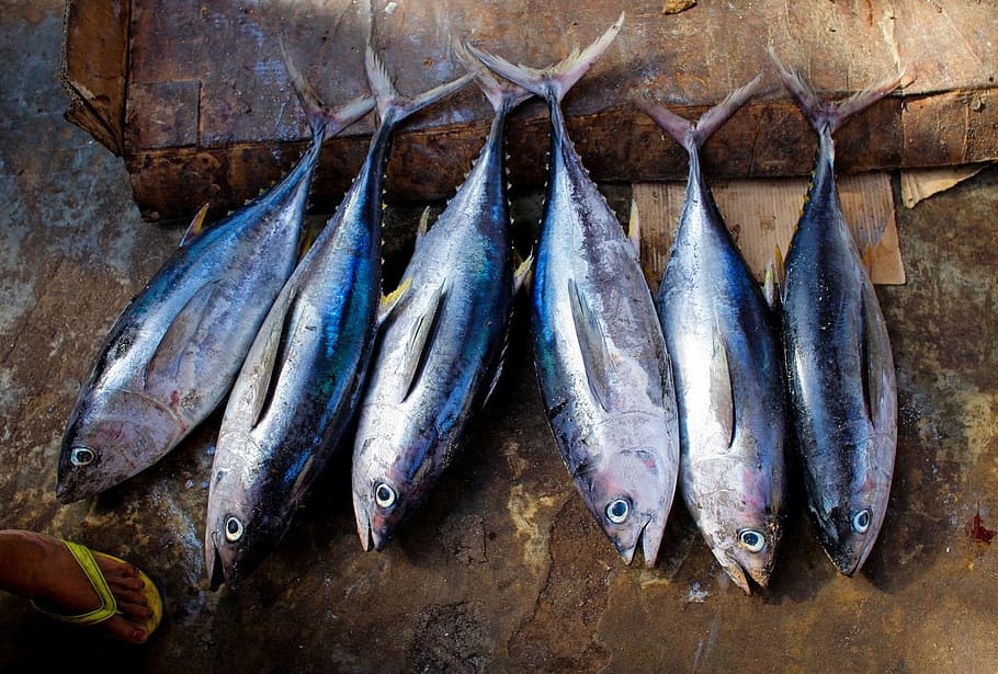several gray fishes, tuna, fresh, caught, seafood, raw, market, HD wallpaper
