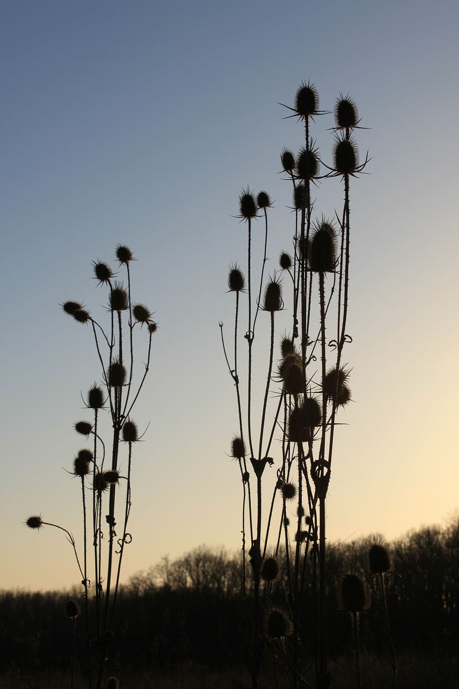 cutleaf, dipsacus, dried, flowers, laciniatus, prickles, sharp HD wallpaper