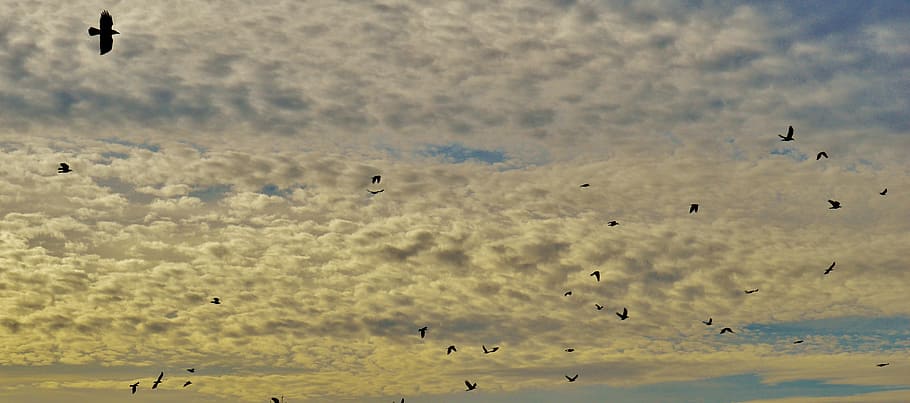 sky, clouds, birds, fly, swarm, animal themes, animals in the wild HD wallpaper