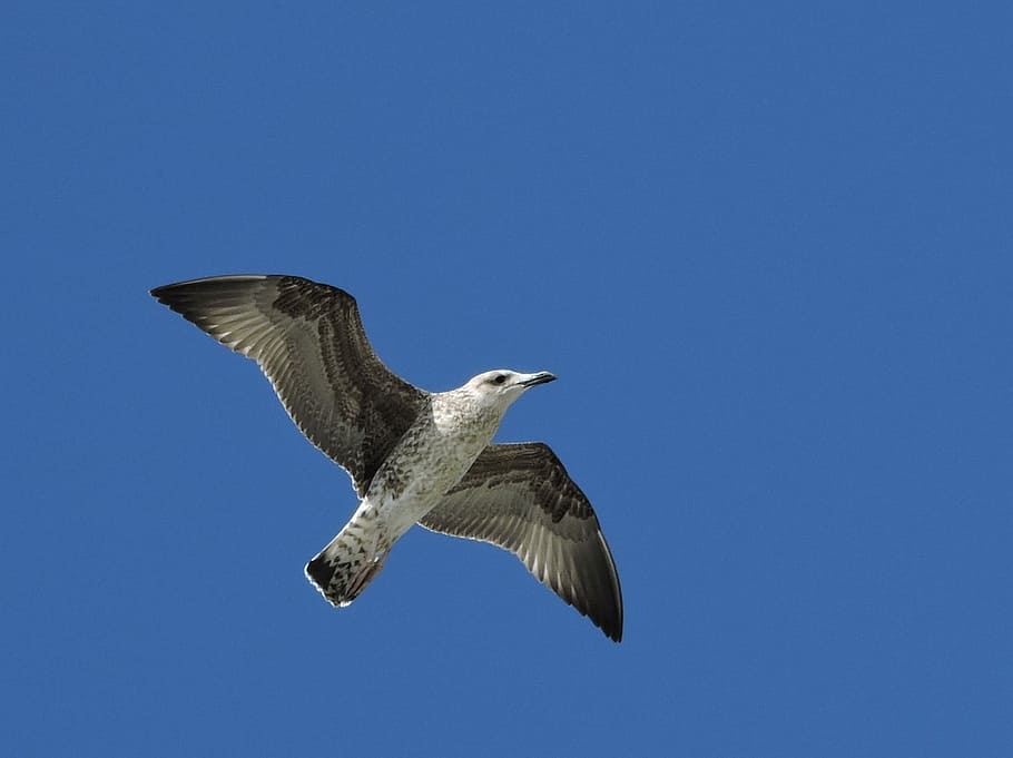 Seagull, Bird, Flight, Fly, Animal, Ali, sky, dom, flying, one animal HD wallpaper