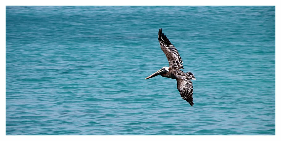 brown Pelican on flight, pelikan, bird, pelecanus occidentalis