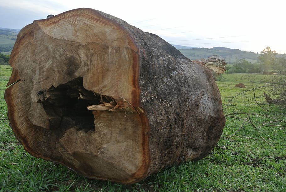 Huge, Record, Wood, Tree, grass, rural scene, industry, destruction HD wallpaper