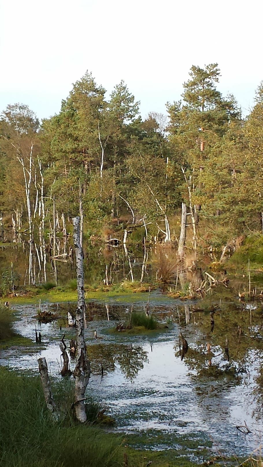 moor, wetland, swamp, nature reserve, moorland, pietz moor