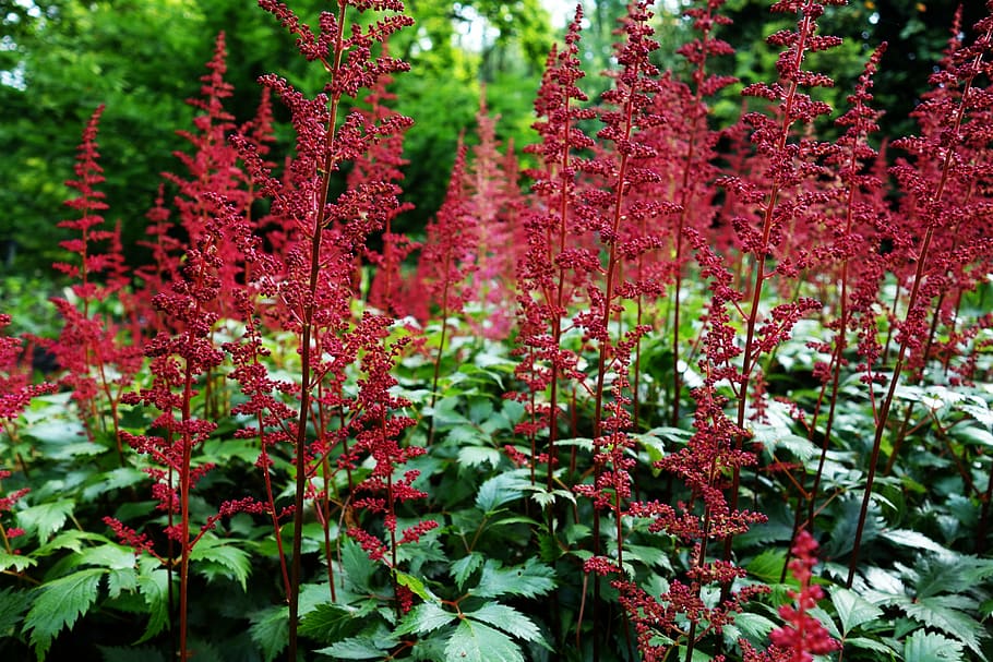 plant, bloom, red, leaf, grow, nature, botany, garden, growth HD wallpaper