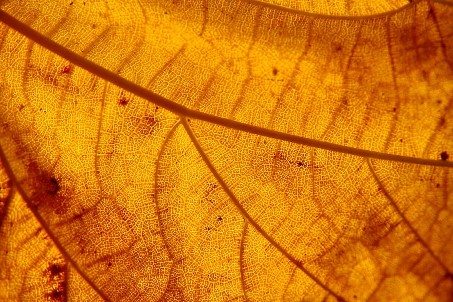 brown dried leaf, structure, autumn leaf, nature, orange, natural HD wallpaper