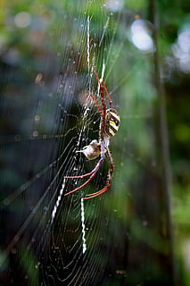 spider, araneae, nature, macro, animal, jumping, natural, danger HD wallpaper