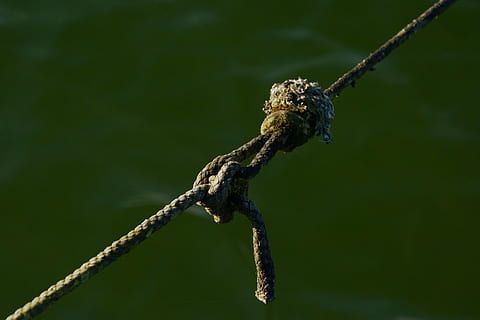 knot, connection, dew, rope, fixing, old, strand, leash, cordage HD wallpaper