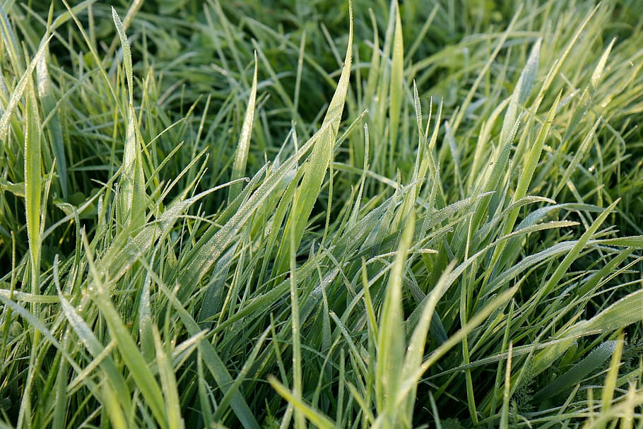 Grass, Green, Dew, Spring, Landscape, garden, agriculture, growth HD wallpaper