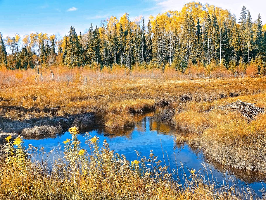 HD wallpaper: Autumn, Bog, Nature, Forest, Landscape, marsh, scenery ...