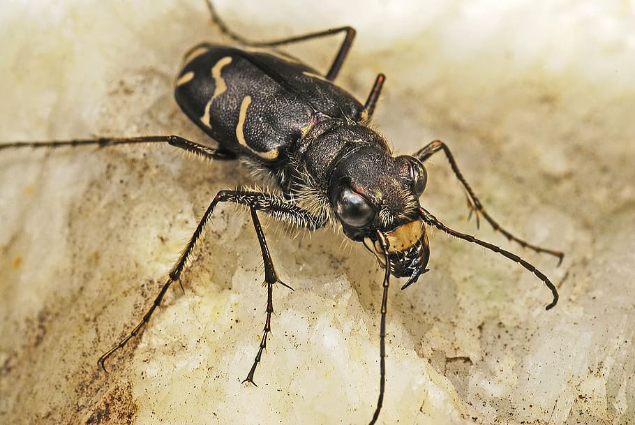 tiger beetle, macro, beetles, insects, biology, ecology, nature HD wallpaper