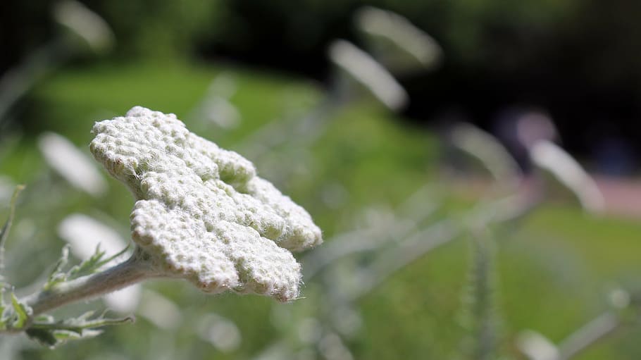 flowers, white, spring, summer, nature, meadow, macro, plant HD wallpaper