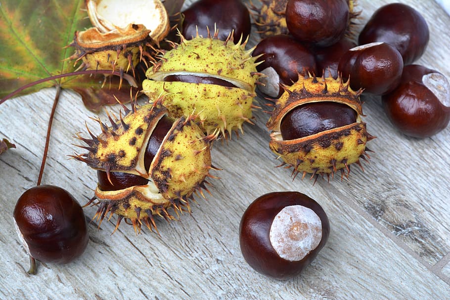 red and yellow fruits on gray table, chestnuts, spikes, in shell, HD wallpaper