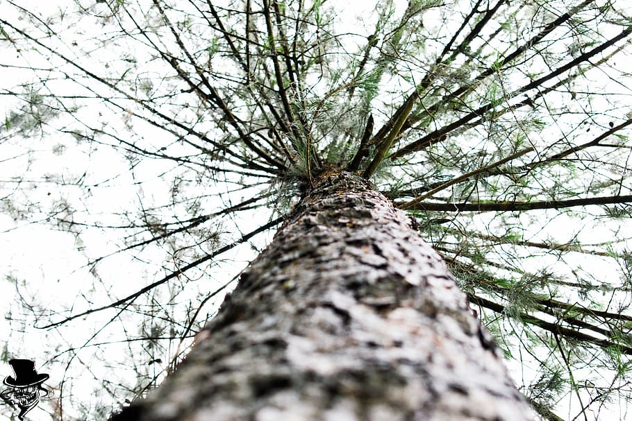 trees, mountain, colombia, pine, winter, cold, low angle view HD wallpaper