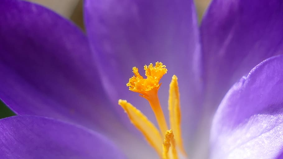 crocus, blossom, bloom, stamp, spring, purple, flowering plant HD wallpaper