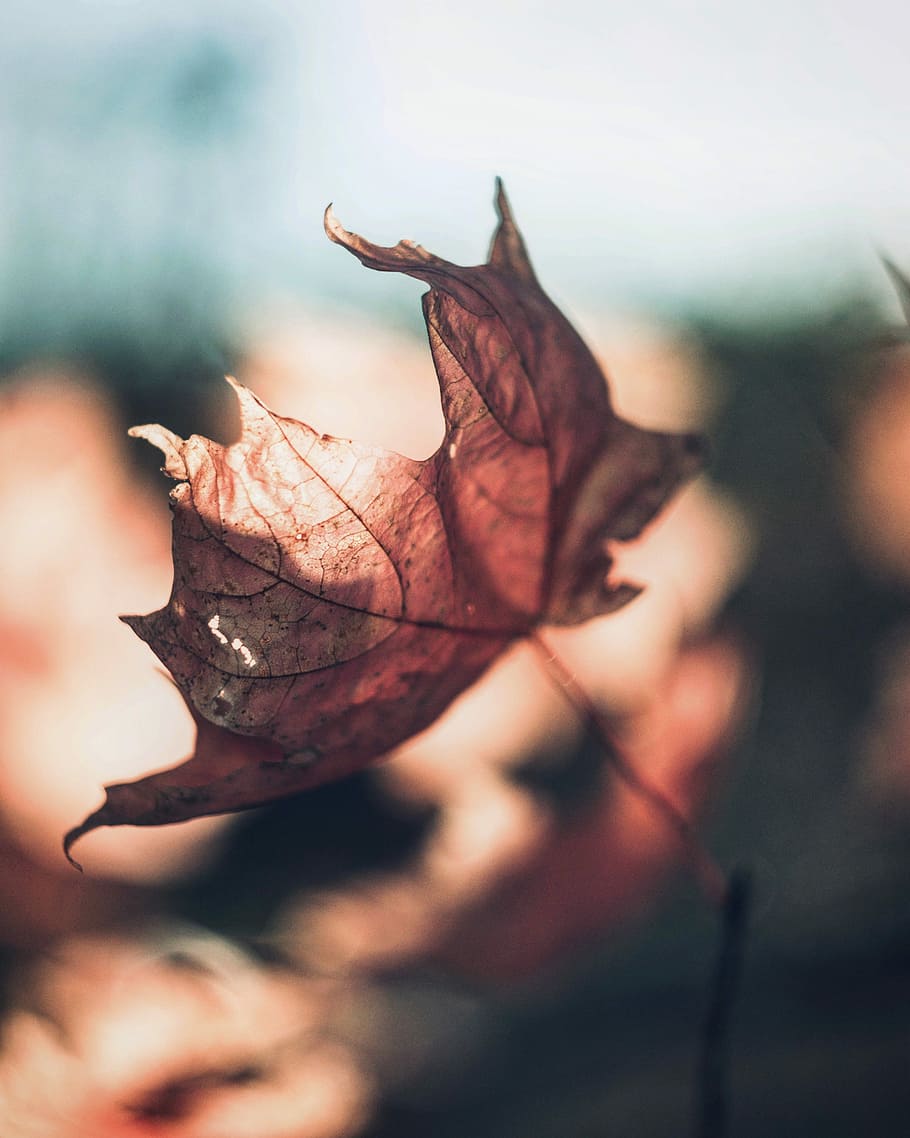 selective focus photography of dried leaf, selective focus photography of brown leaf HD wallpaper