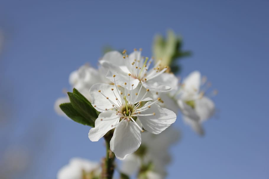 Flower, Spring, Branch, Twig, Nature, white color, fragility HD wallpaper
