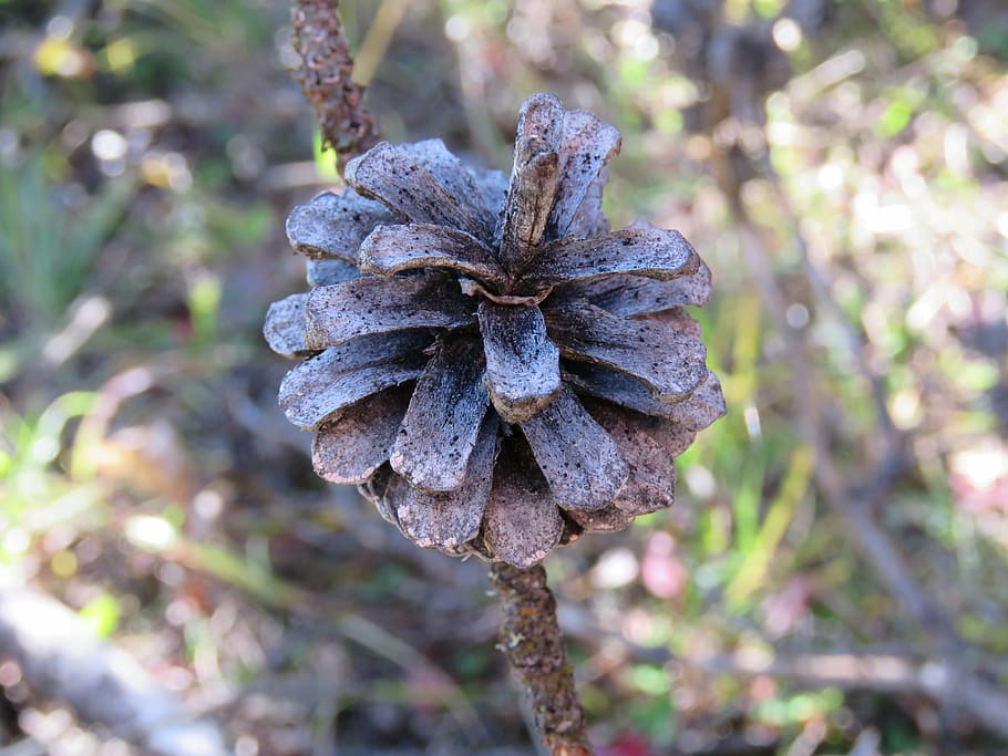 pinecone, tree, nature, branch, forest, conifer, plant, close-up HD wallpaper