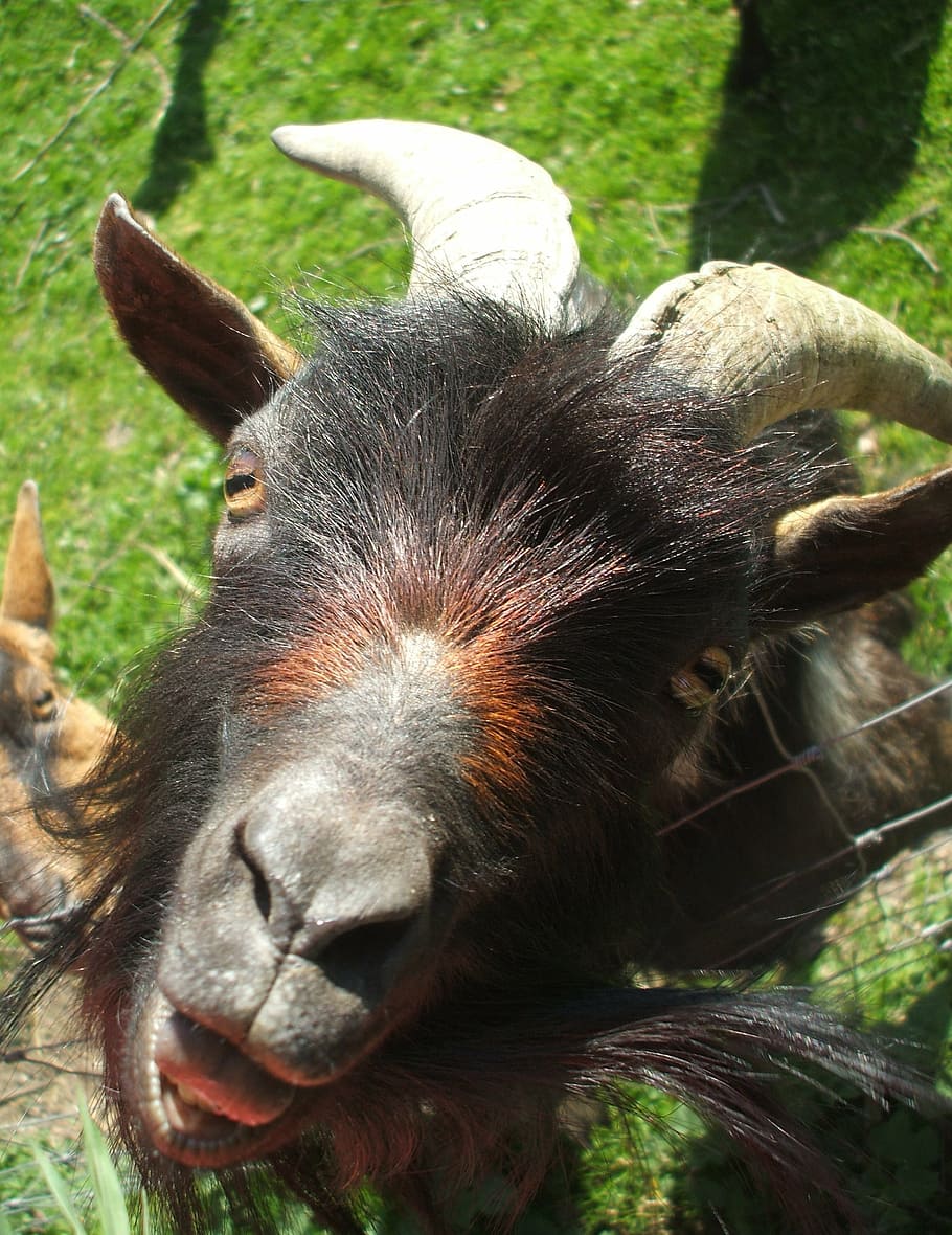 animals, comic, goat, face, animal head, mammal, animal themes HD wallpaper