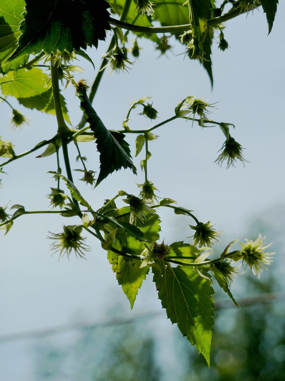 hops, beer, umbel, brew, hopfendolde, hops fruits, hallertau HD wallpaper