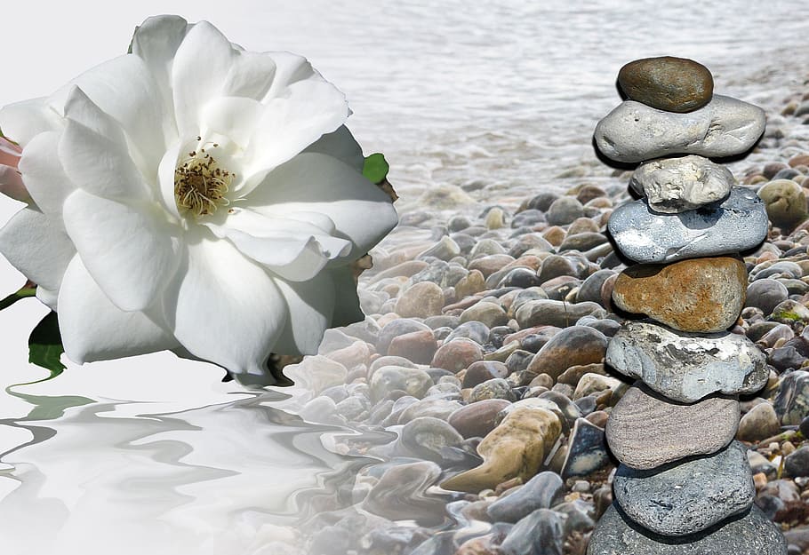 white rose beside pebbles, mourning, flower, memory, map, greeting HD wallpaper