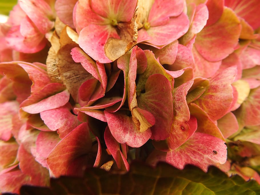 hydrangea, bauer hydrangea, autumn, transience, blossom, bloom HD wallpaper