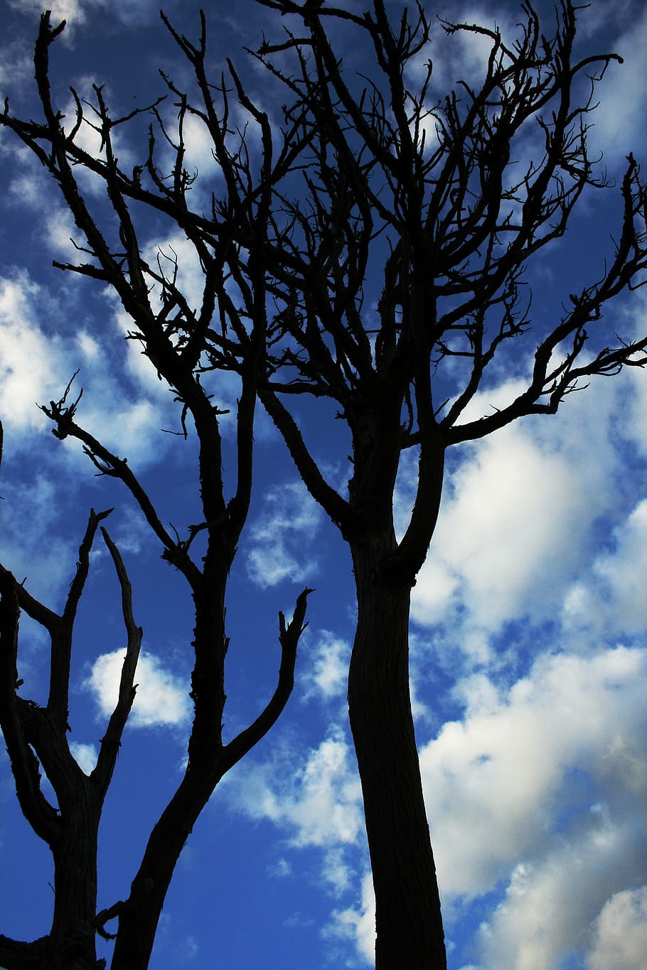 silhouette of withered tree under blue cloudy sky during daytime HD wallpaper