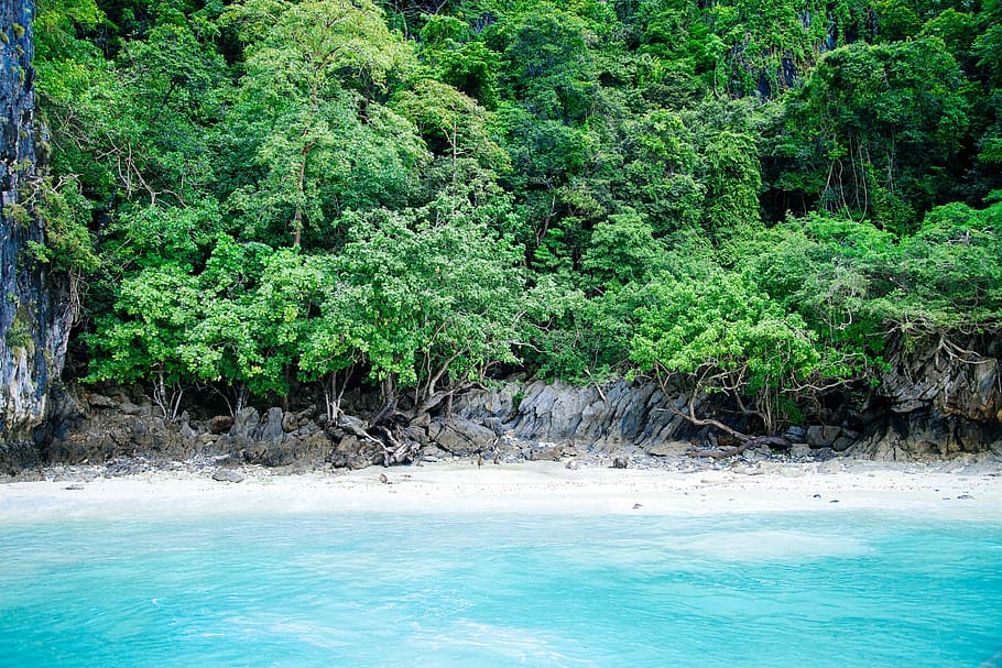 body of water across green trees, sea shore near trees, beach HD wallpaper