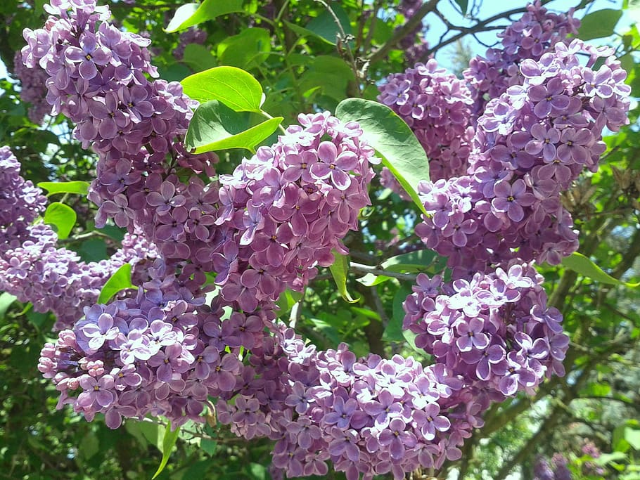spring, nature, without, plant, growth, flower, beauty in nature HD wallpaper