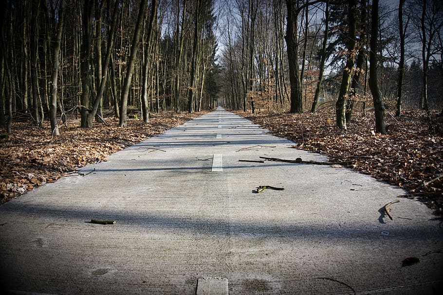 Hd Wallpaper Gray Concrete Highway In Between Trees During Daytime