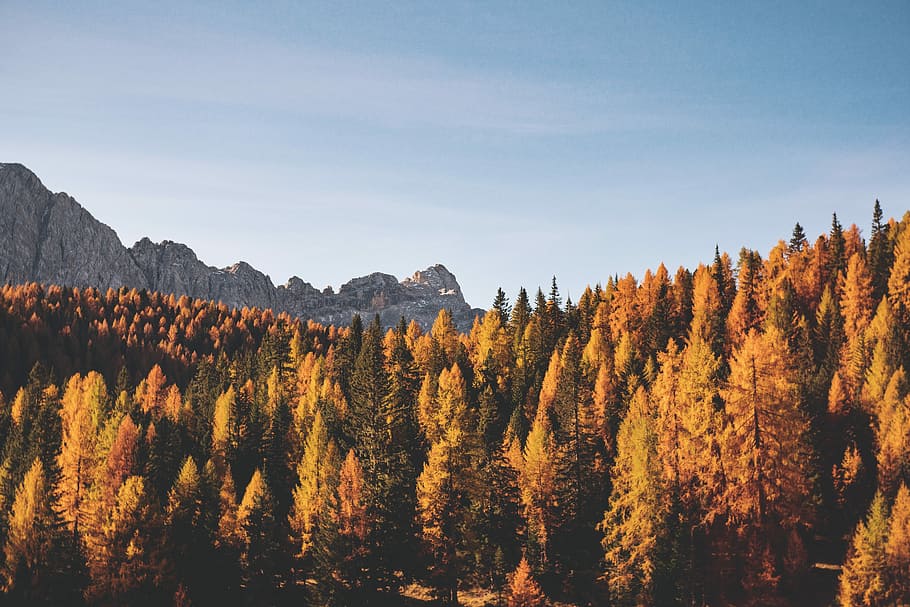 brown trees, orange leafed trees near mountain photo, forest HD wallpaper