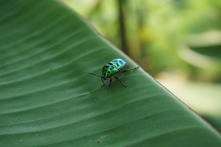 Macro, Close Up, Insect, Animal, green, colorful, natural, garden HD wallpaper