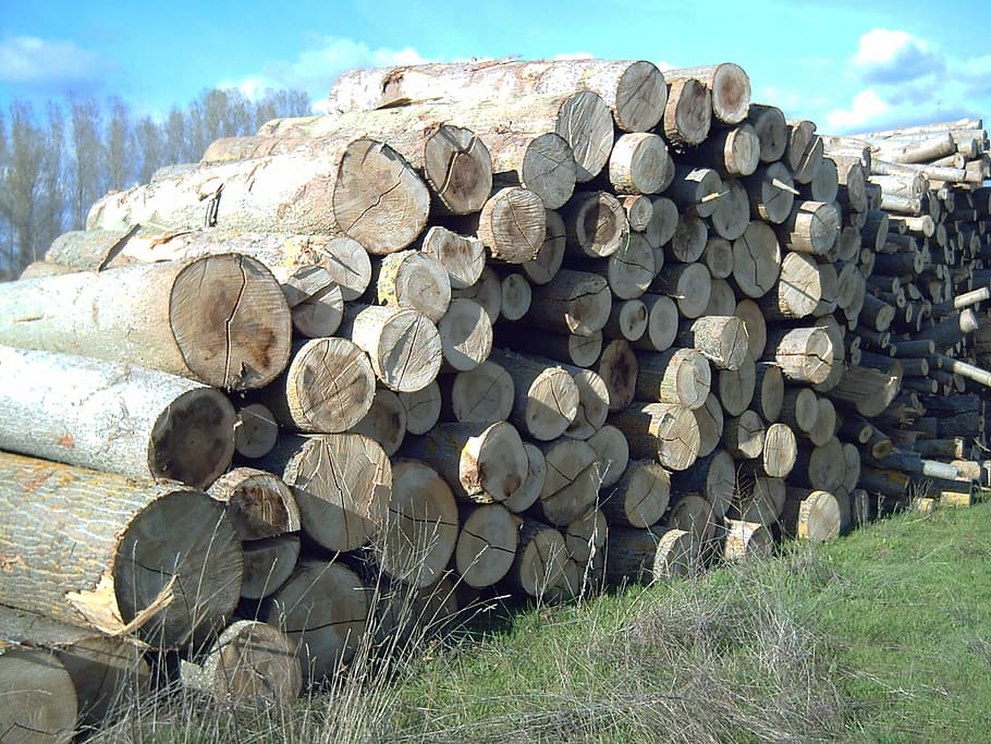 Wood, Poplar, Stack, timber, industry, log, heap, lumber industry, HD wallpaper