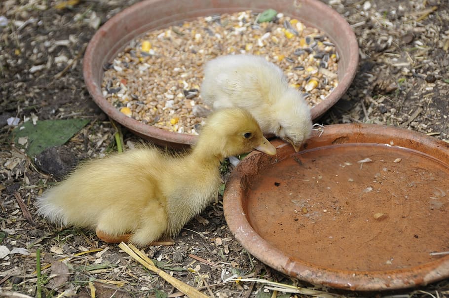 ducky, chicks, chicken, nature, young animals, small, fluff HD wallpaper