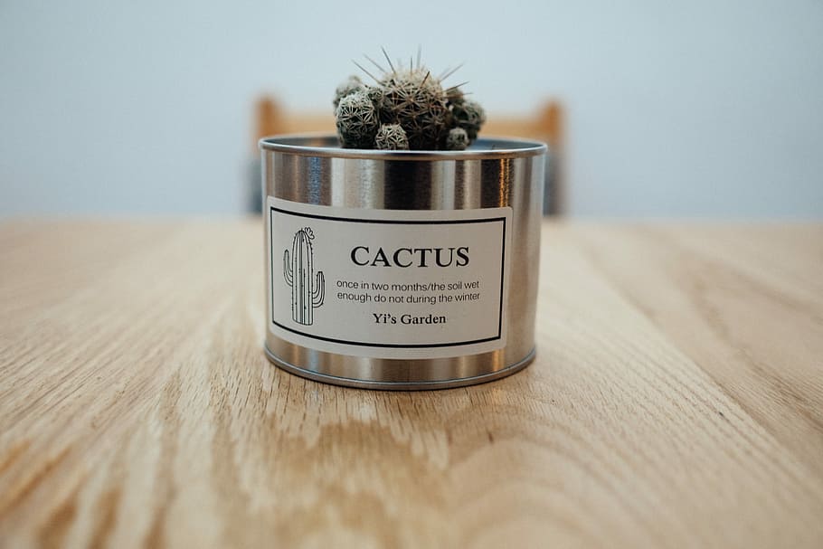 green cactus in stainless steel pot, close photo of stainless steel cactus pot HD wallpaper