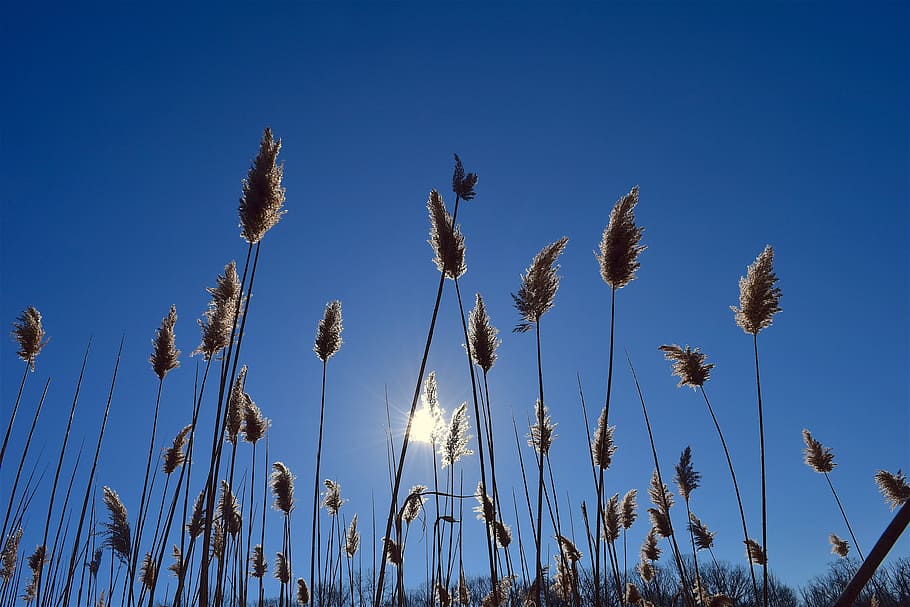 Sun, Reed, Fluffy, Blue, Sky, Sunlight, nature, winter, weather HD wallpaper