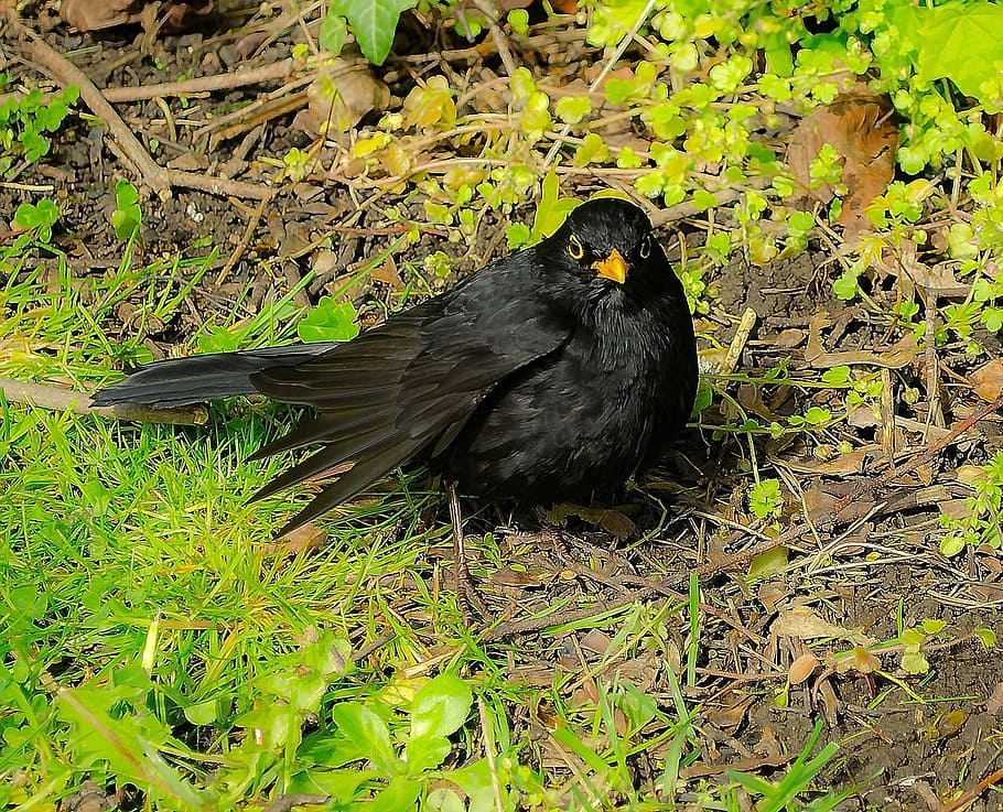 Animals, Macro, Flying, Feathers, Wings, black, blackbird, one animal HD wallpaper