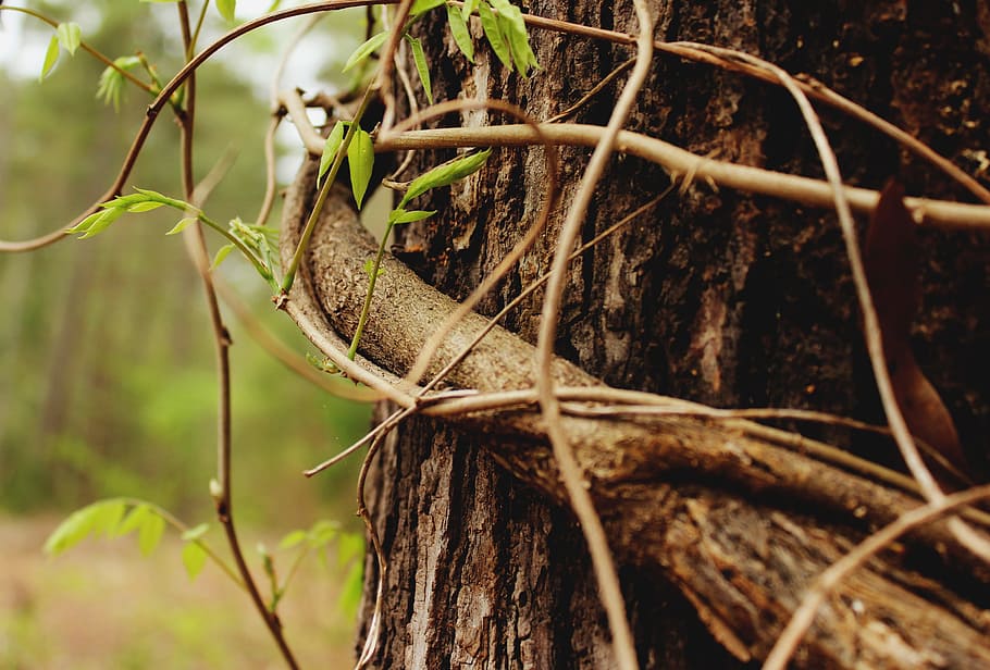 nature, tree, branches, bark, trunk, vines, leaves, texture HD wallpaper