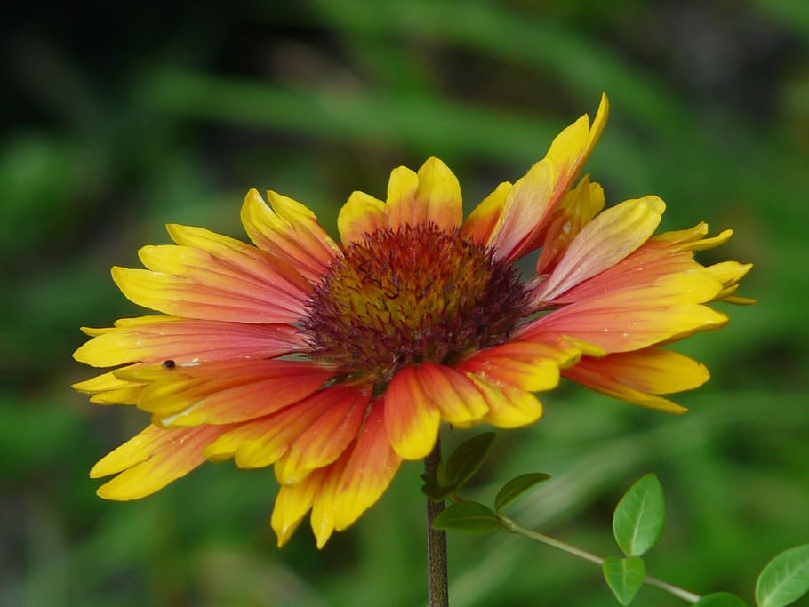 Helenium 1080P, 2K, 4K, 5K HD wallpapers free download | Wallpaper Flare