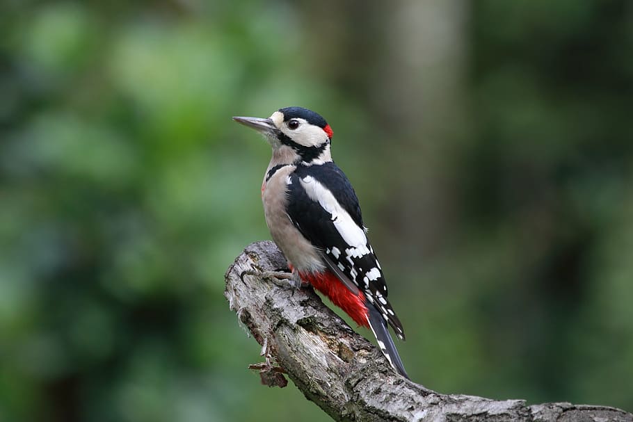 white and black bird, great spotted woodpecker, wildlife, feathers